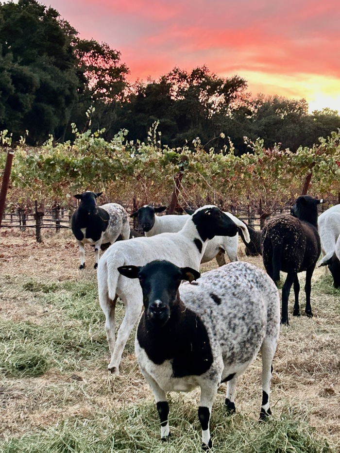 Flock in Haas Vineyard at Sunset Flock in Haas Vineyard at Sunset