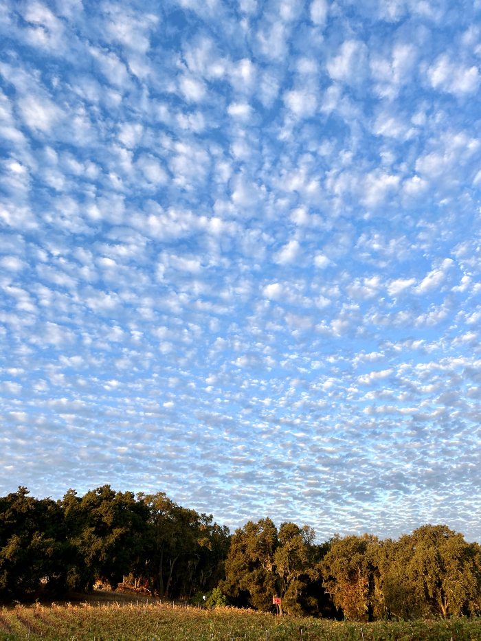 October 2024 Beauty puffy clouds over Haas Vineyard October 2024 Beauty puffy clouds over Haas Vineyard