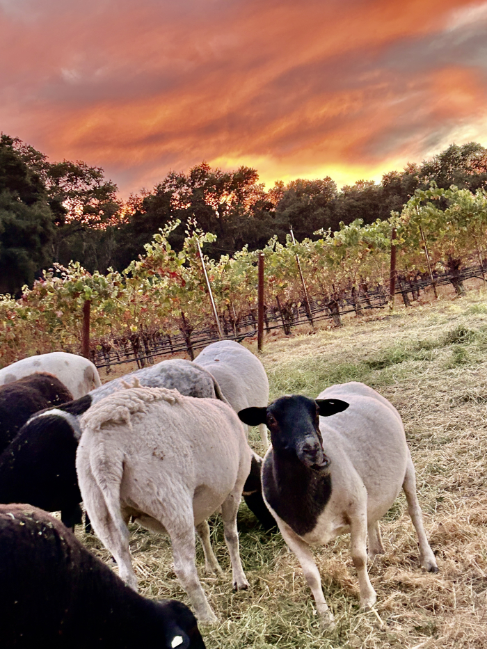 October 2024 Beauty sheep and sunset October 2024 Beauty sheep and sunset