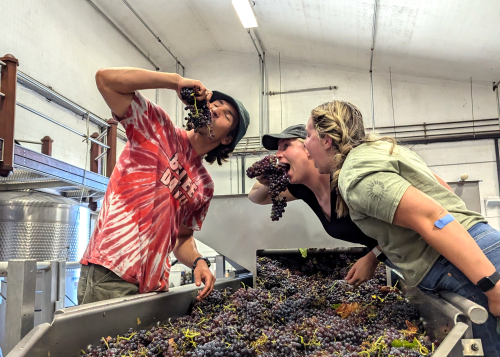 Tablas Creek Harvest Interns 2024 Tablas Creek Harvest Interns 2024