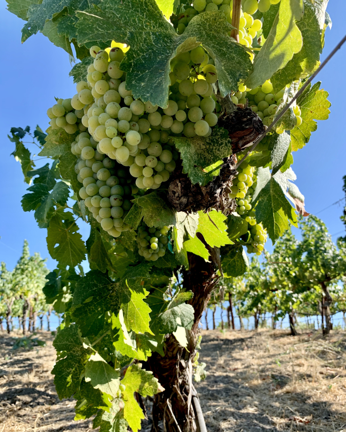 Picpoul vine from below Picpoul vine from below