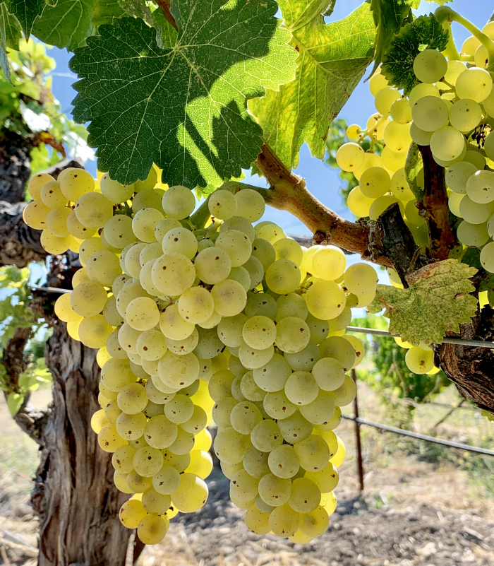 Grenache Blanc cluster August 2019 Grenache Blanc cluster August 2019