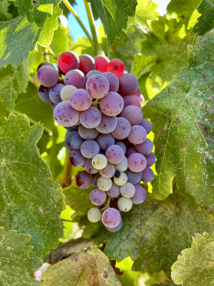 Grenache cluster still mid-veraison Grenache cluster still mid-veraison