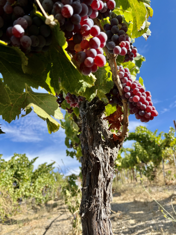 View from below Grenache View from below Grenache