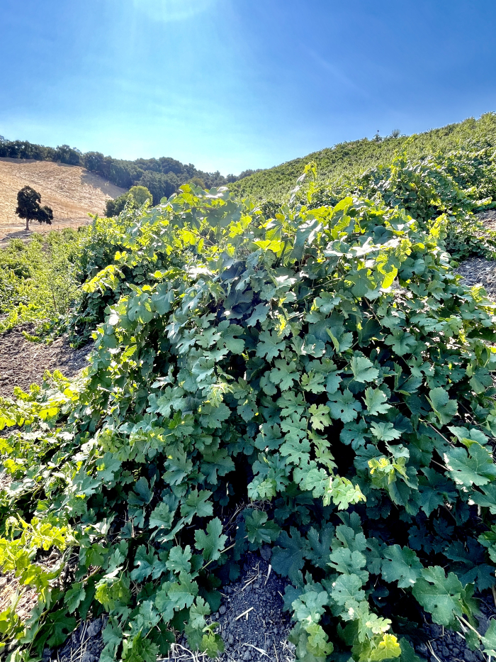 Jewel Ridge Octopus vine 1 Jewel Ridge Octopus vine 1