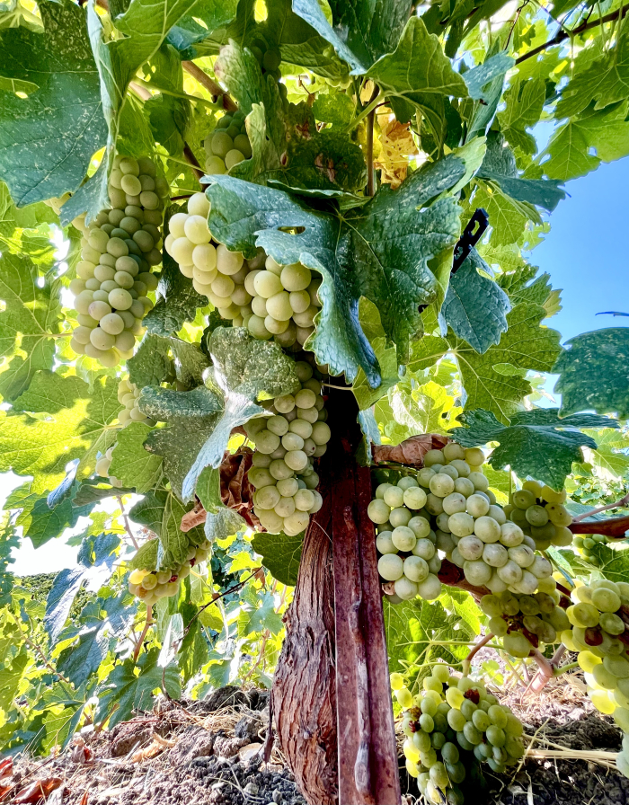 Under a Jewel Ridge Roussanne vine Under a Jewel Ridge Roussanne vine