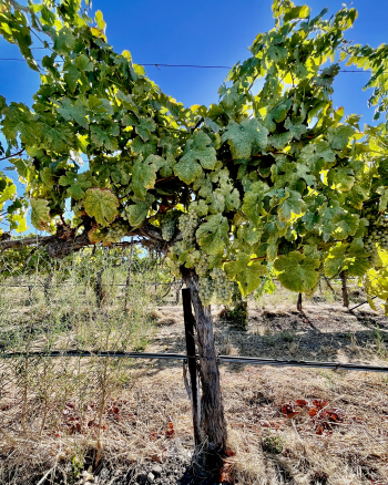 NH Roussanne vine looking healthy NH Roussanne vine looking healthy