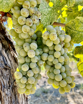 Roussanne clusters on NH looking healthy Roussanne clusters on NH looking healthy