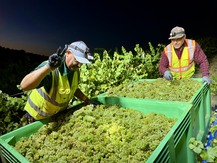 Opening Viognier pick - checking bins Opening Viognier pick - checking bins