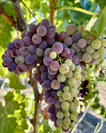 Grenache late August Grenache late August