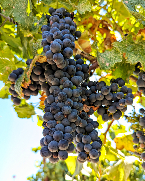 Veraison 2024 - Syrah on crosshairs Veraison 2024 - Syrah on crosshairs