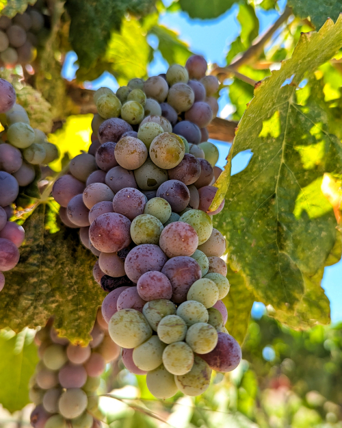 Veraison 2024 - Muscardin Veraison 2024 - Muscardin