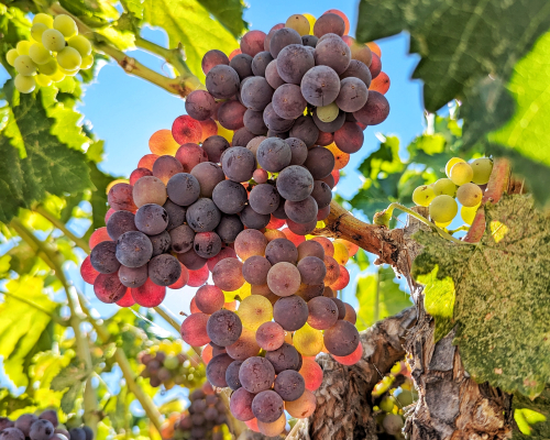 Veraison 2024 - Grenache Veraison 2024 - Grenache