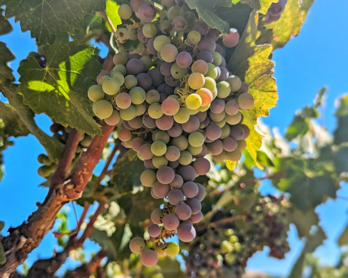 Veraison 2024 - Mourvedre Veraison 2024 - Mourvedre