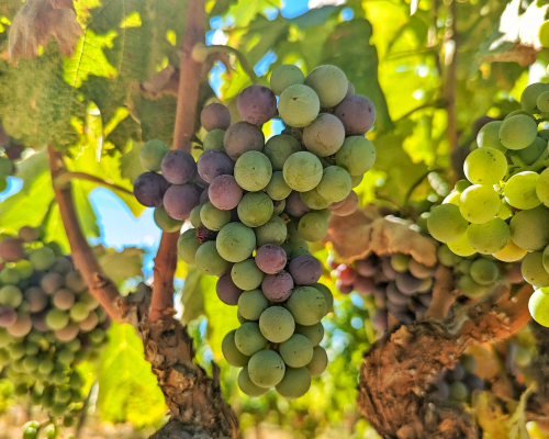Veraison 2024 - Counoise Veraison 2024 - Counoise