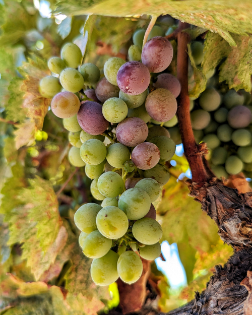 Veraison 2024 - Cinsaut Veraison 2024 - Cinsaut