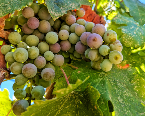 Veraison 2024 - Terret Noir Veraison 2024 - Terret Noir
