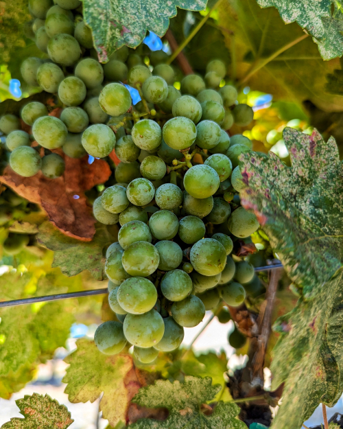 Veraison 2024 - Vaccarèse Veraison 2024 - Vaccarèse