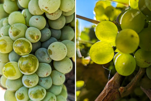 Veraison 2024 - Grenache Blanc and Vermentino Veraison 2024 - Grenache Blanc and Vermentino