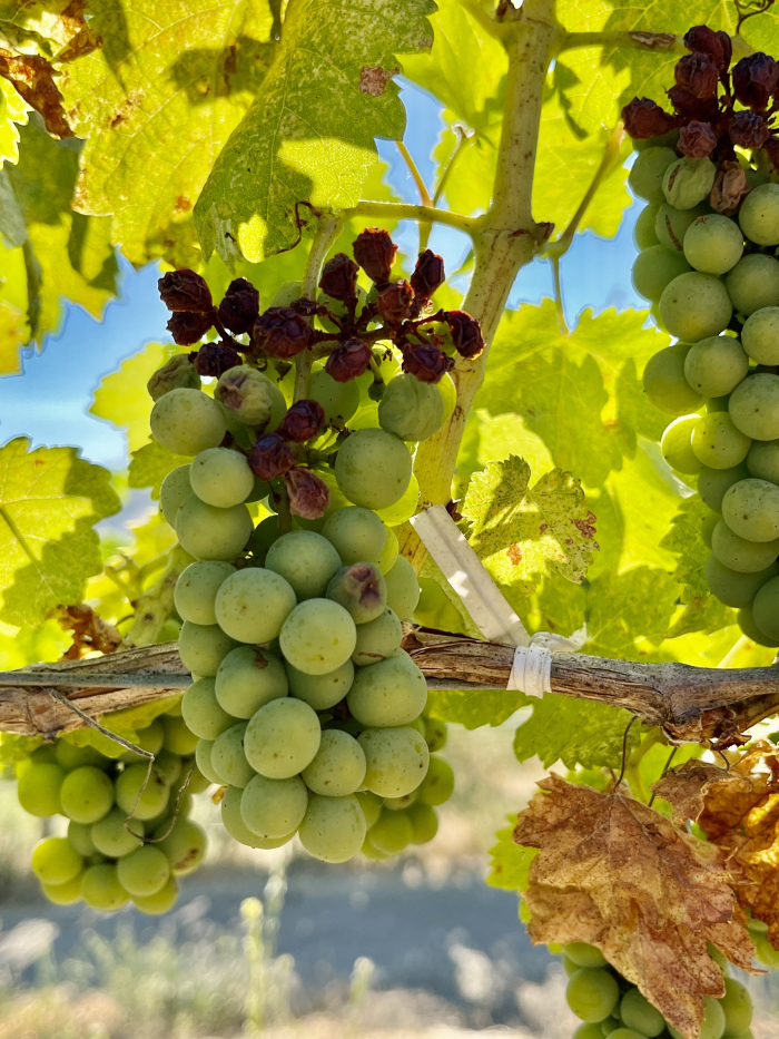 Mid-July 2024 Marsanne sunburn Mid-July 2024 Marsanne sunburn