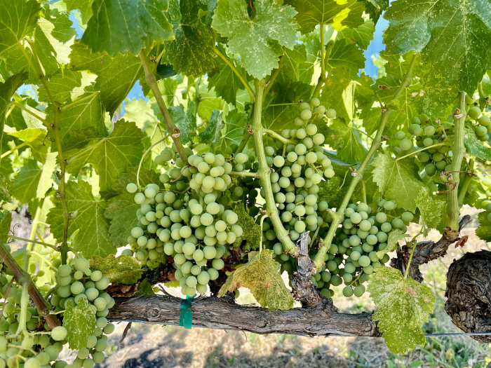 Mid-July 2024 Grenache shaded Mid-July 2024 Grenache shaded