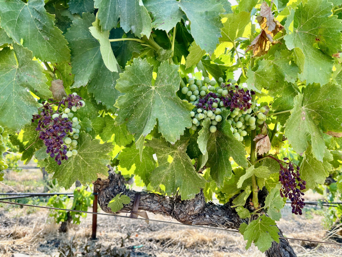 Mid-July 2024 Grenache sunburn Mid-July 2024 Grenache sunburn