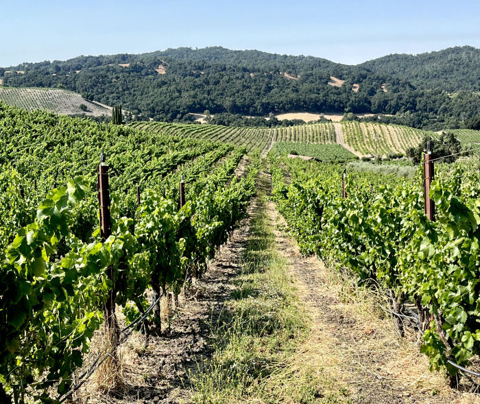 Mid-July 2024 vineyard overview Mid-July 2024 vineyard overview
