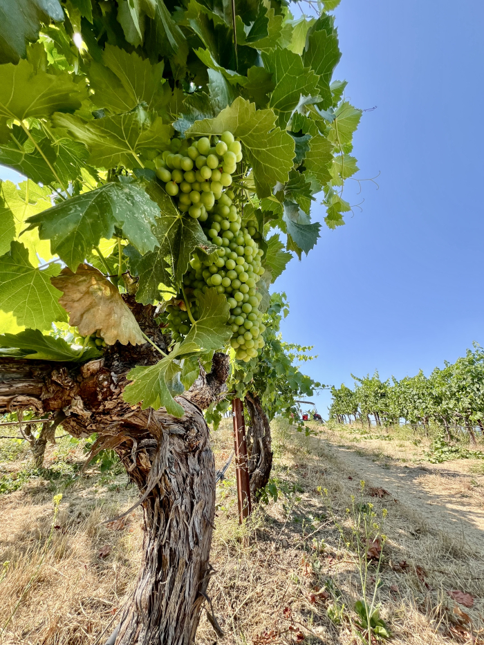 Mid-July 2024 Grenache from below Mid-July 2024 Grenache from below