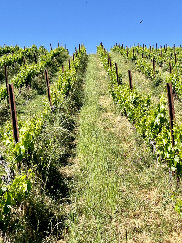 Shaggy vineyard May 2024 Shaggy vineyard May 2024