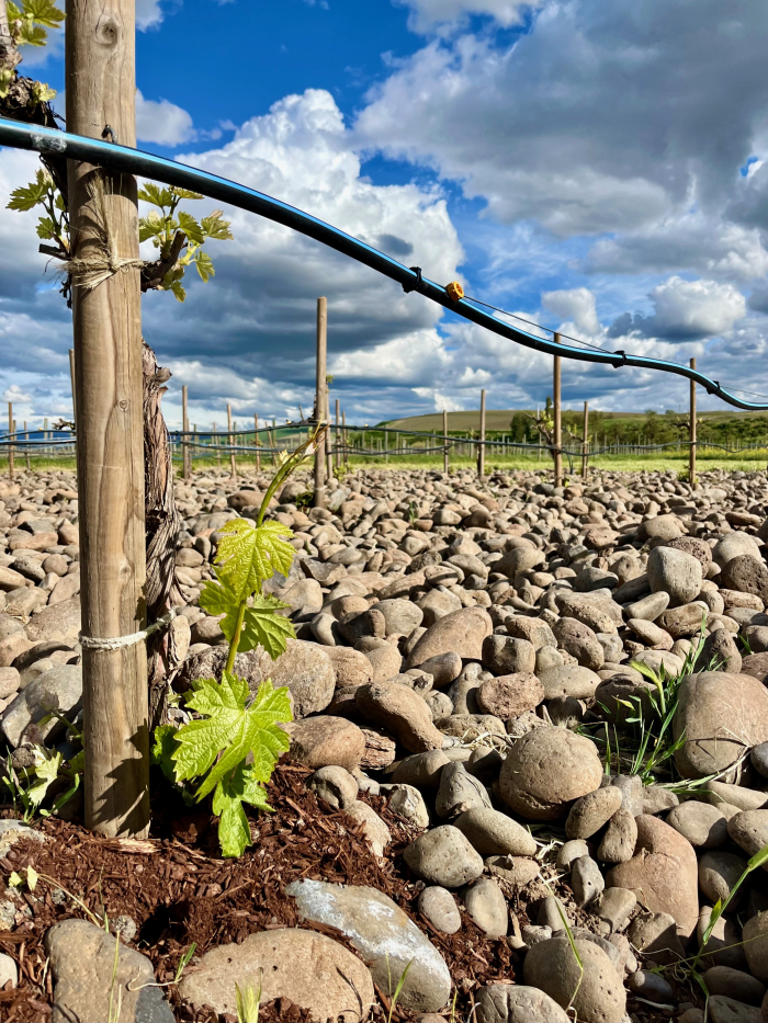 Rocks District Vines - Closeup Rocks District Vines - Closeup