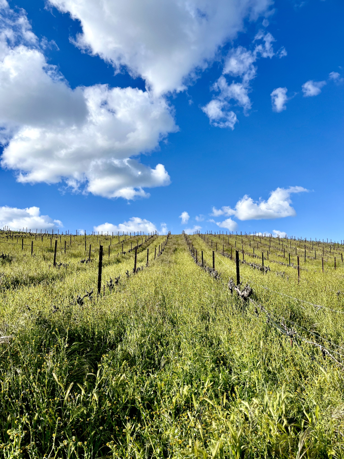 Green vineyard and blue skies April 2024 Green vineyard and blue skies April 2024