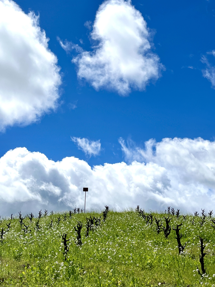 Puffy clouds over green Scruffy Hill April 2024 Puffy clouds over green Scruffy Hill April 2024
