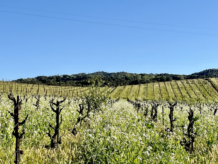 Flowing cover crop in dry-farmed Tannat April 2024 Flowing cover crop in dry-farmed Tannat April 2024