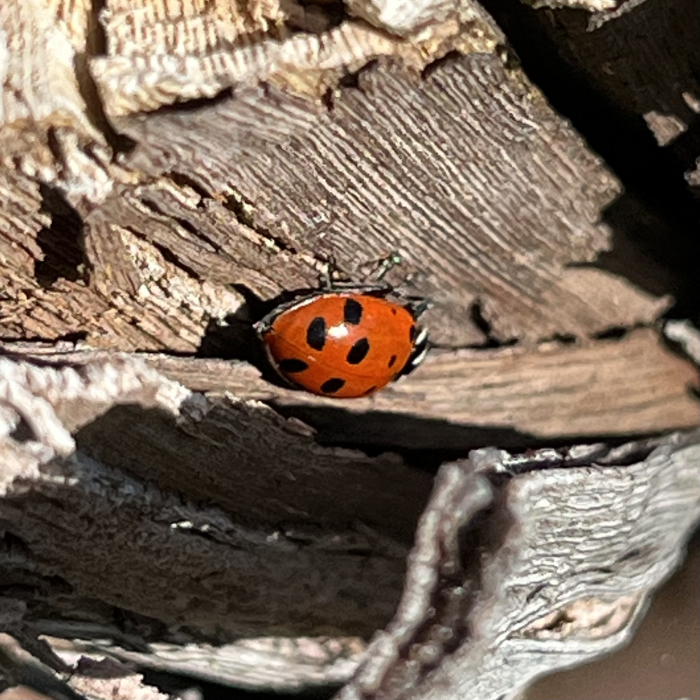 Ladybug on Roussanne trunk Ladybug on Roussanne trunk