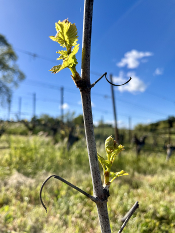 Budbreak 2024 - Viognier Budbreak 2024 - Viognier