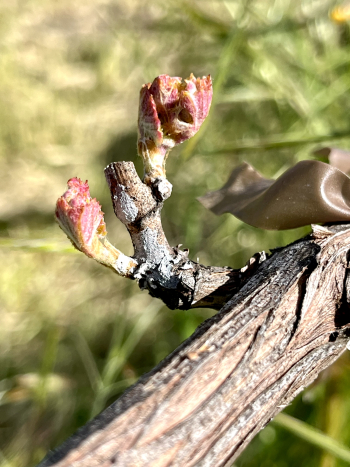 Budbreak 2024 - Syrah Budbreak 2024 - Syrah