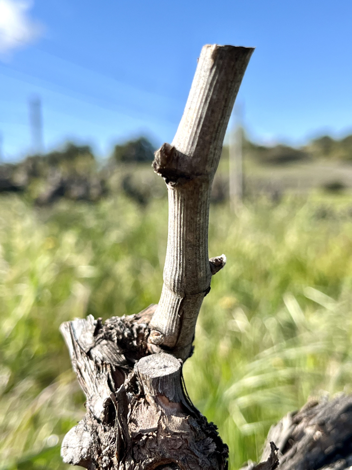 Budbreak 2024 - Marsanne Budbreak 2024 - Marsanne