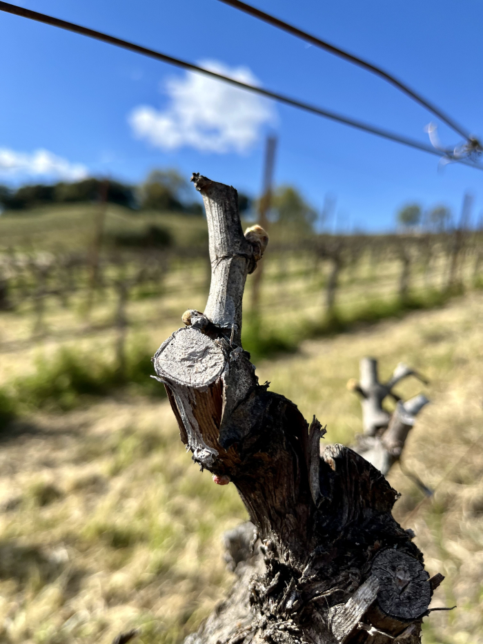 Budbreak 2024 - Grenache bottom of hill Budbreak 2024 - Grenache bottom of hill