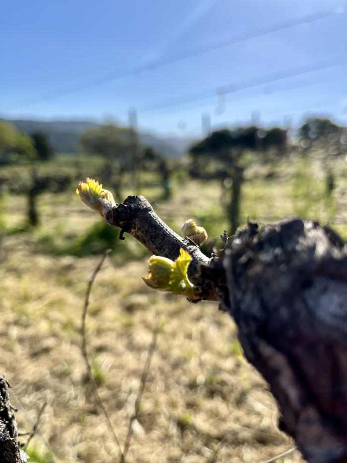 Budbreak 2024 - Grenache lower middle of hill Budbreak 2024 - Grenache lower middle of hill
