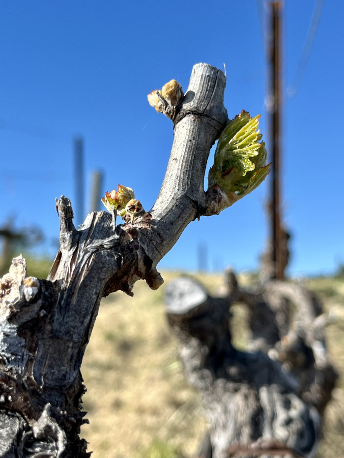 Budbreak 2024 - Grenache upper middle of hill Budbreak 2024 - Grenache upper middle of hill