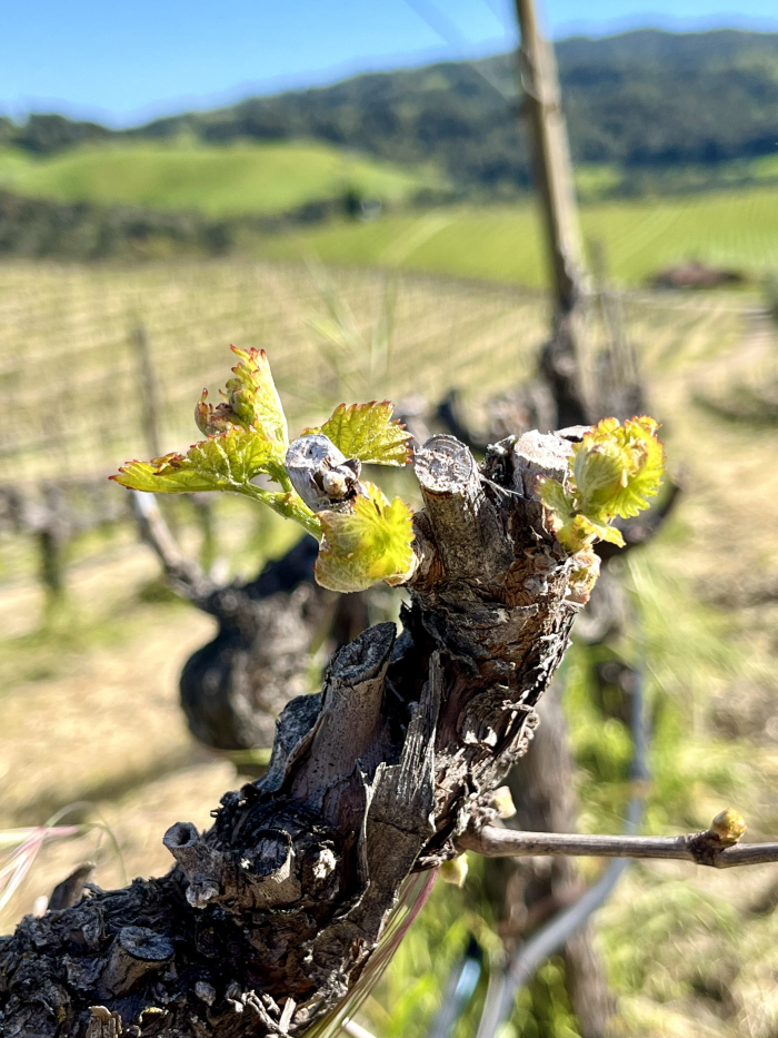 Budbreak 2024 - Grenache top of hill Budbreak 2024 - Grenache top of hill