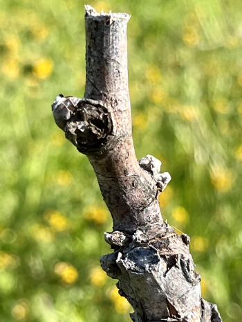 Budbreak 2024 - Roussanne Budbreak 2024 - Roussanne