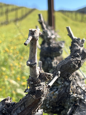 Budbreak 2024 - Mourvedre Budbreak 2024 - Mourvedre