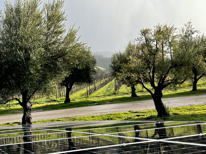 Solar and green vineyard Solar and green vineyard