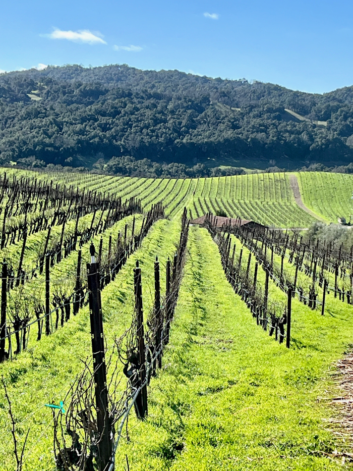 Tablas Creek Vineyard rows Tablas Creek Vineyard rows