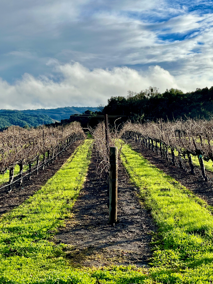 Non-organic vineyard rows Non-organic vineyard rows
