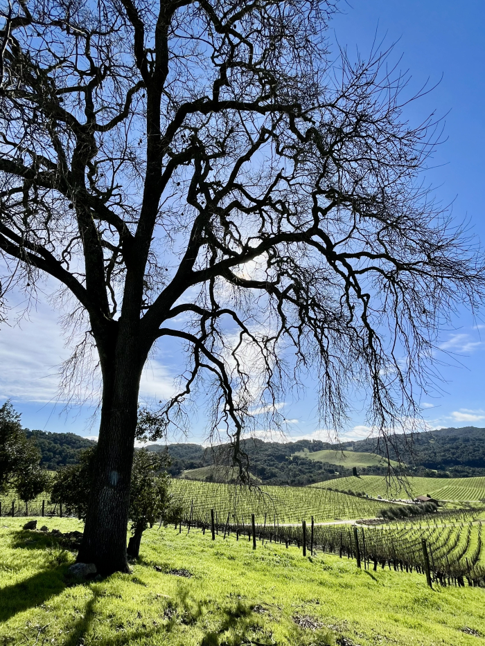Oak Tree and Green Vineyard Oak Tree and Green Vineyard