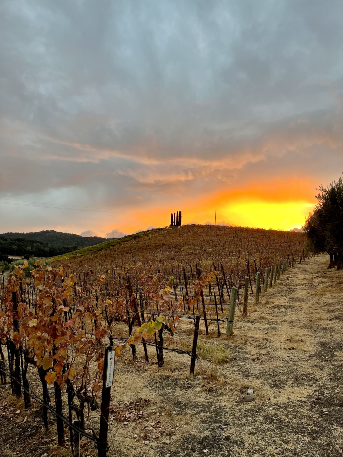 Fall sunset over Mourvedre ex-Chard Fall sunset over Mourvedre ex-Chard