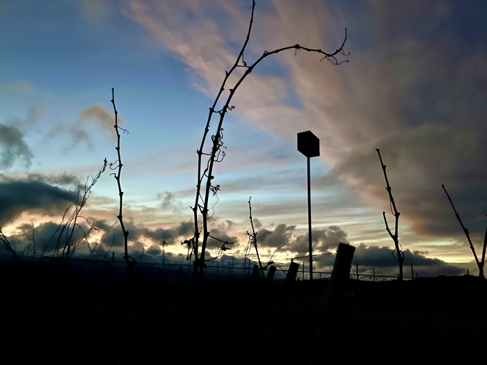 Winter sunset and dormant vines Winter sunset and dormant vines