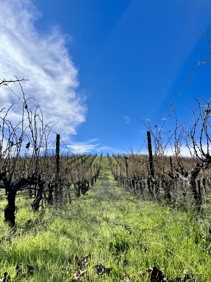 Green Vineyard Jan 2023 - Lush Cover Crop Green Vineyard Jan 2023 - Lush Cover Crop